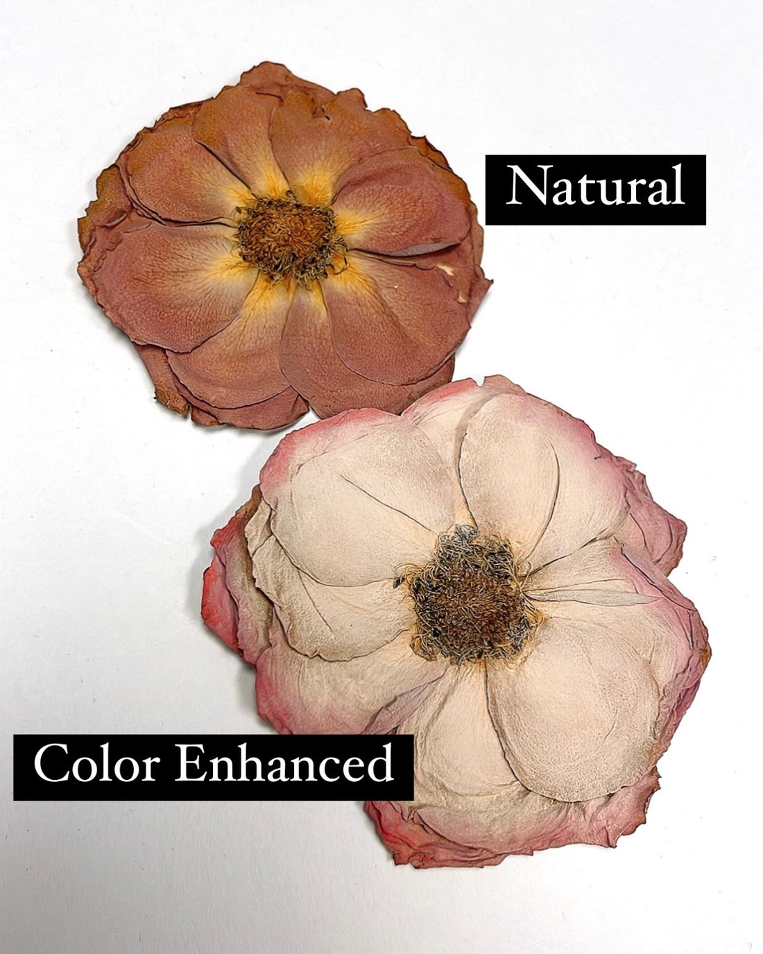 Preserving the Beauty of Flowers: Enhancing Their Original Colors